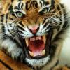 III/JG11_Tiger