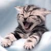 =81FG=HellKitten