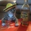 madcat