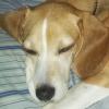 beagleboy03
