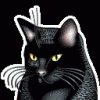 RAUBKATER
