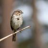 The_Sparrow