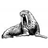Walrus1