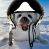 [VODKA]LazzySeal